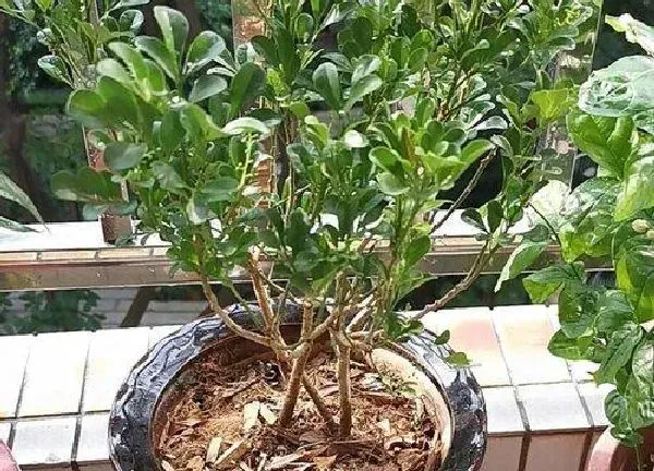 植物移栽|米兰什么时候换盆合适