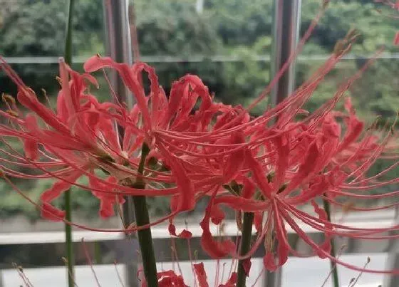开花时间|彼岸花什么时候开花 在几月份开花