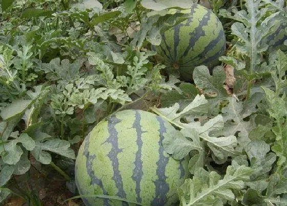 植物播种|西瓜种子怎么种植