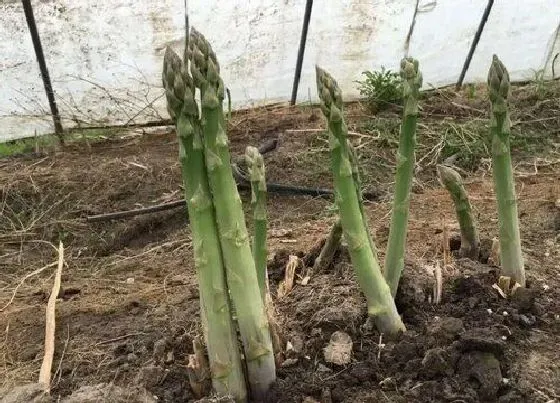 生长环境|芦笋的生长环境及生长地方条件