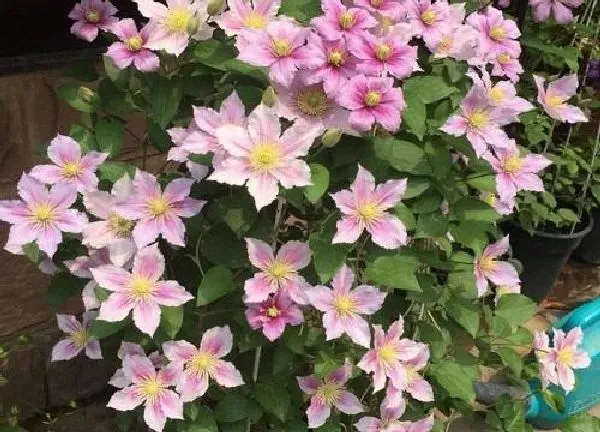 植物移栽|铁线莲什么时候移栽最好（地栽铁线莲几月份移植合适）