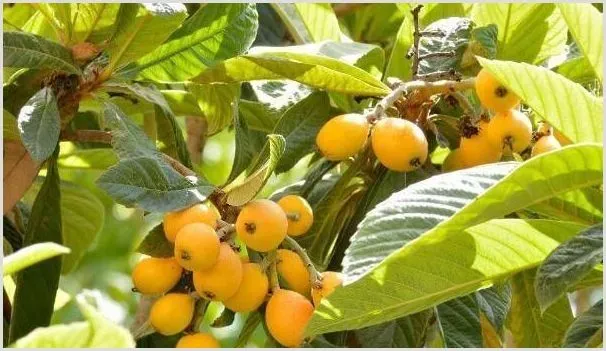 枇杷种植技术与管理 | 农业技术