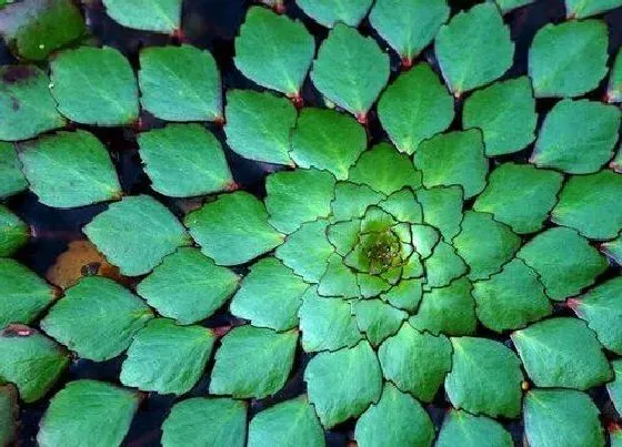 植物种类|菱角是水生植物吗