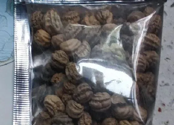 植物播种|旱地莲怎么留种子