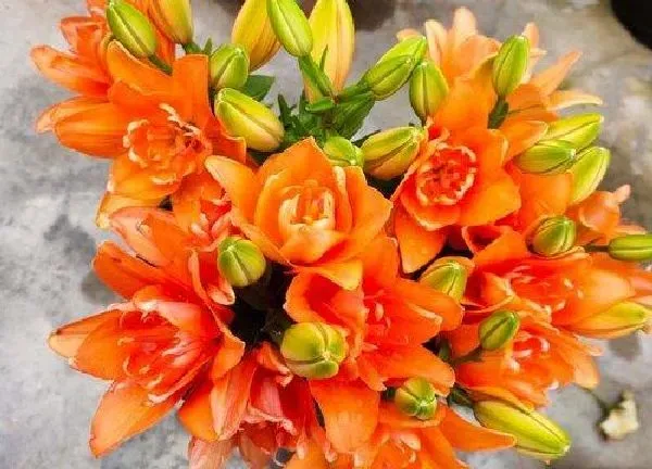 养殖方法|百合花的养殖方法和注意事项有哪些