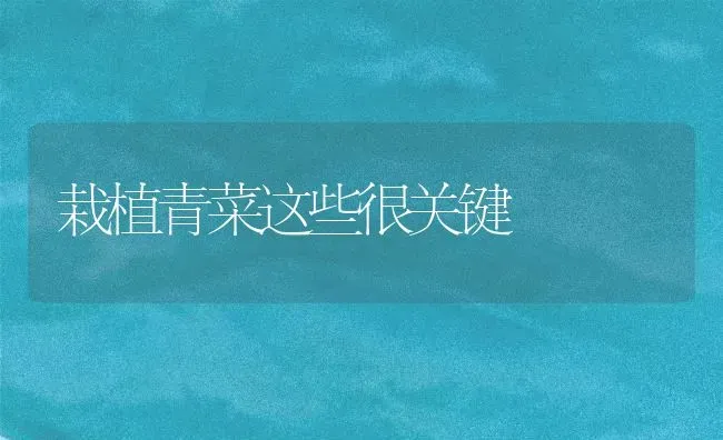 栽植青菜这些很关键 | 蔬菜种植