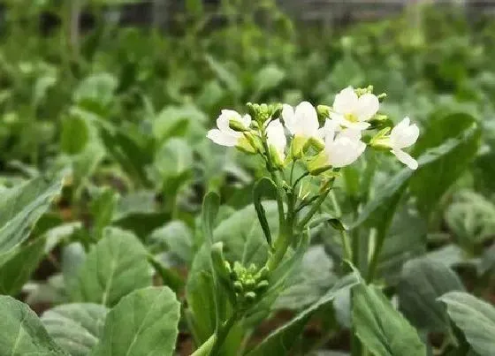 食用须知|芥兰菜开花了还能吃吗