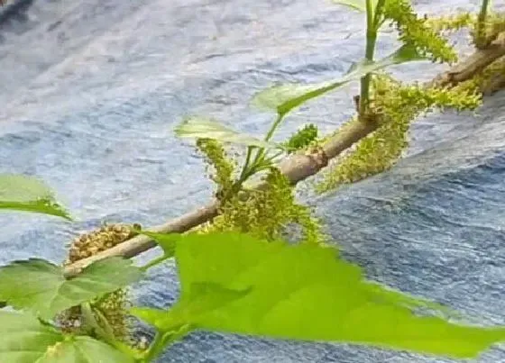 植物播种|桑苗什么时候播种最好 播种季节与方法