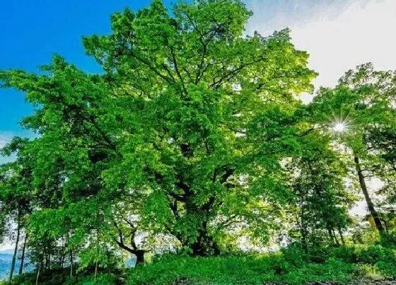 植物百科|黄桷树开花吗 开花什么样子