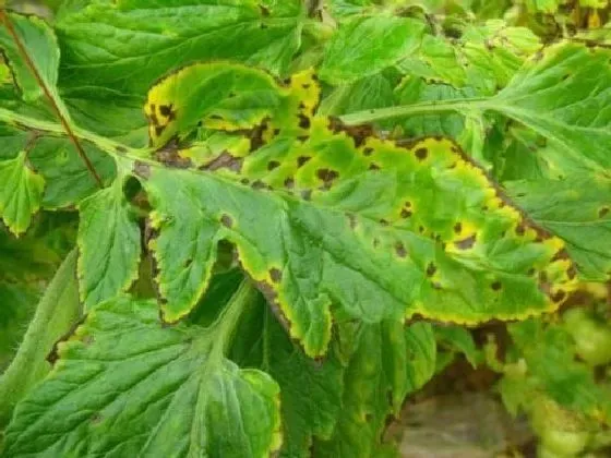 植物病害|番茄病毒病症状与防治方法