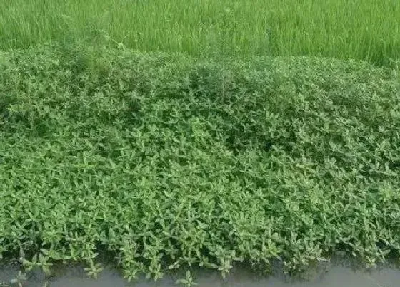 种植管理|水花生种子几月份种植合适