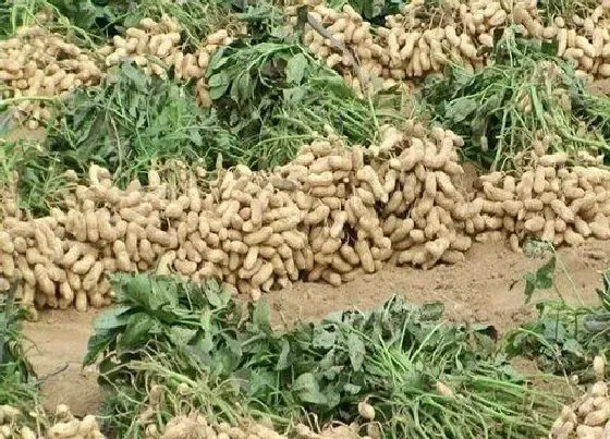 种植方法|北方花生种植时间和方法