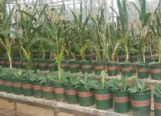 植物产地|板蓝根哪里产的最好