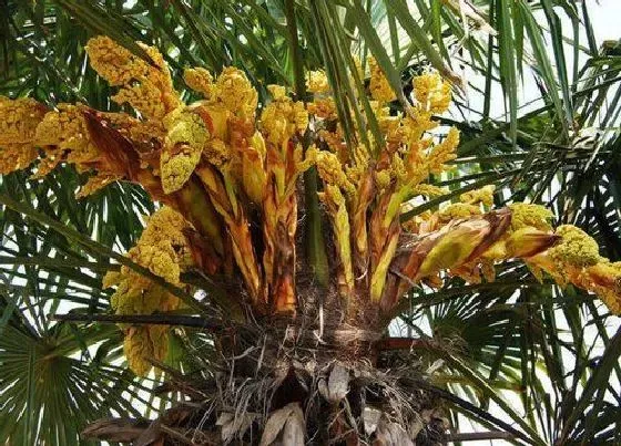 植物百科|棕榈树开花吗 开花什么样子