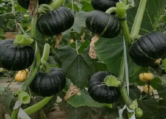 种植管理|小南瓜种植技术与管理