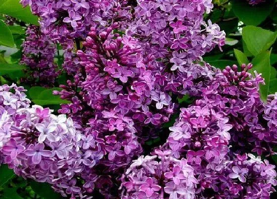 春天植物|丁香花春天开花吗