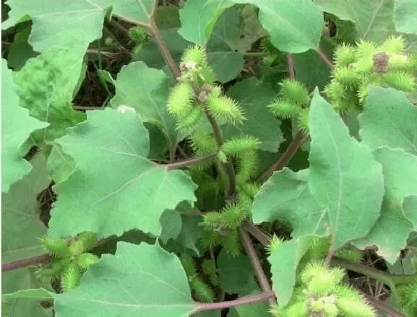 植物泡水|苍耳可以泡水喝吗