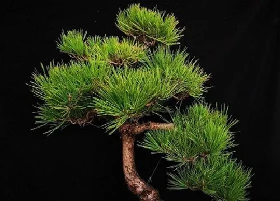 植物种类|松树是蕨类植物吗
