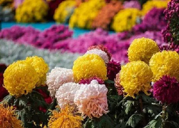养殖科普|菊花喜不喜欢阳光