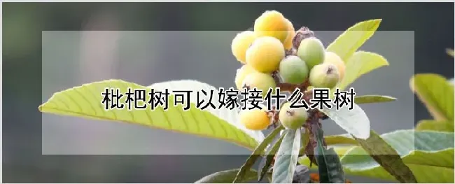 枇杷树可以嫁接什么果树 | 养殖技术