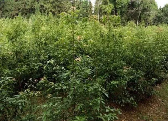 植物百科|金丝楠木树值钱吗