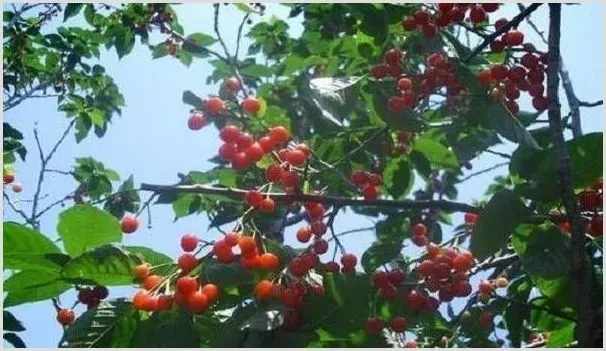 果树秋季管理的四大误区 | 种植技术