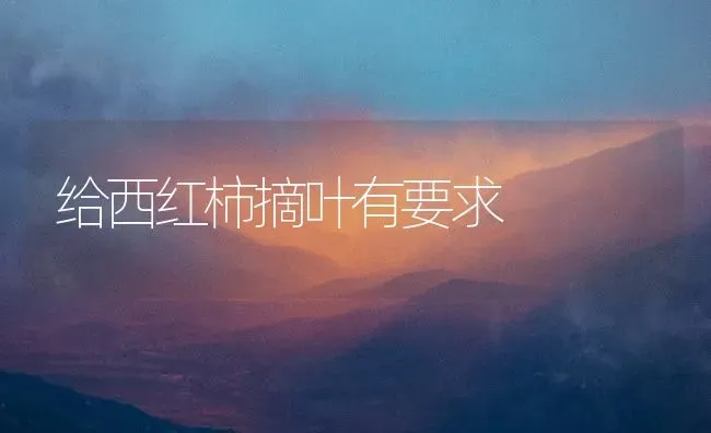 给西红柿摘叶有要求 | 蔬菜种植