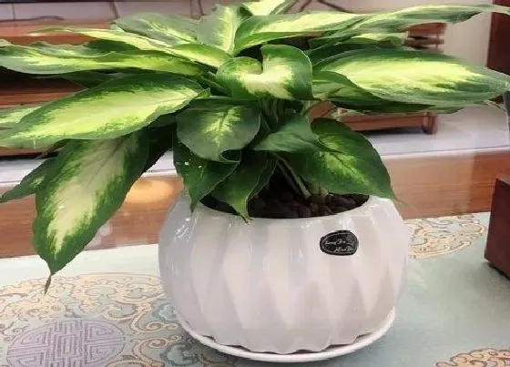 植物招财|财神旁边摆放什么植物好