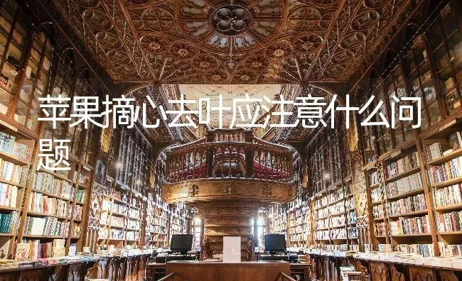 苹果摘心去叶应注意什么问题 | 瓜果种植
