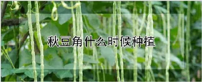 秋豆角什么时候种植 | 养殖技术