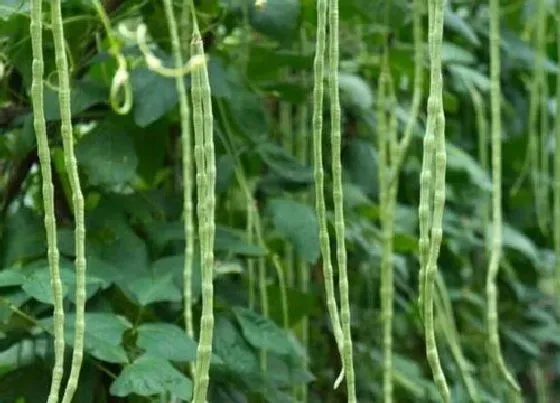 种植管理|种植长豆角几月份种植合适