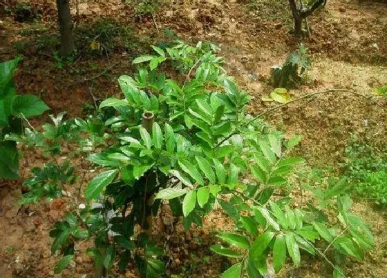 开花时间|牛大力几月份开花结果