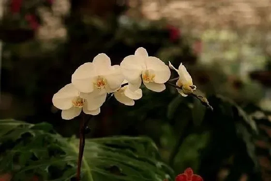 花语|蝴蝶兰的花语和寓意 象征着什么意思