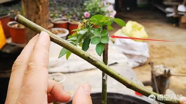 植物嫁接|野生蔷薇能嫁接月季吗，野生蔷薇怎么嫁接月季成活率高）