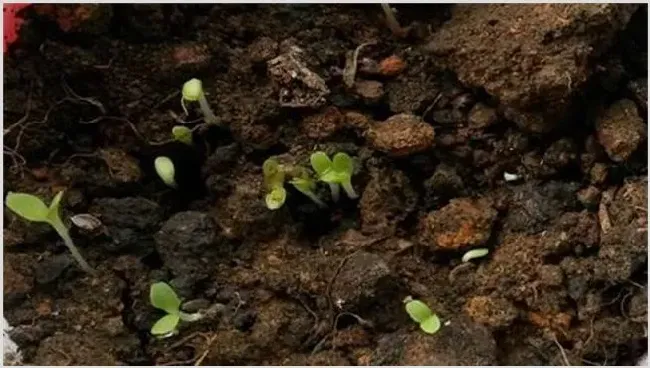 生菜怎么种植容易发芽？生菜浸种催芽技术 | 种植技术