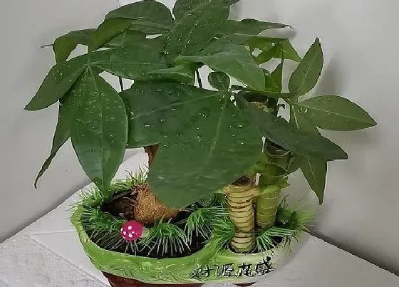 植物招财|财神旁边摆放什么植物好