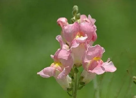 冬天植物|金鱼草耐寒多少度