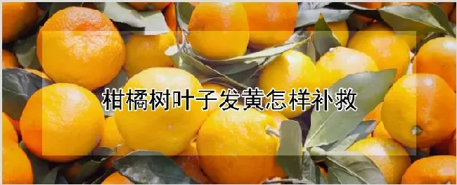 柑橘树叶子发黄怎样补救 | 农业技术