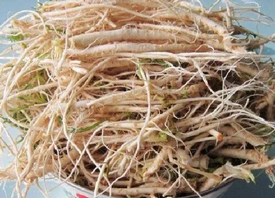 根部|荠菜的根是什么样子的