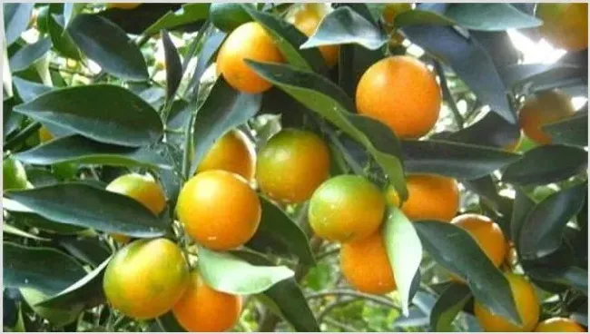 脆皮金桔种植技术技巧 | 种植资料