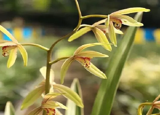 夏天植物|夏天兰花怎么养护