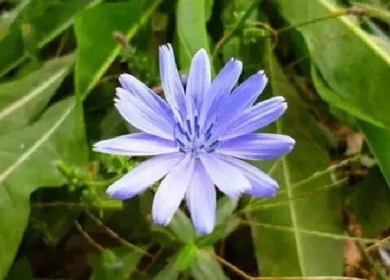 种植管理|菊苣的生长周期是多长时间