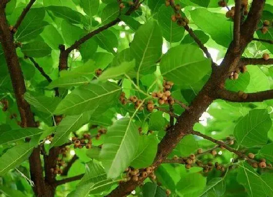 植物百科|黄桷树开花吗 开花什么样子