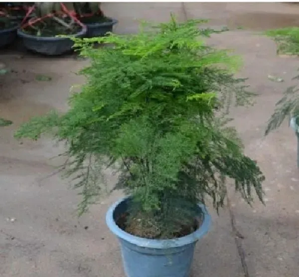 植物移栽|文竹怎么分盆容易成活 掌握正确的分盆时间和方