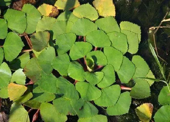 植物百科|红崖菱是什么植物