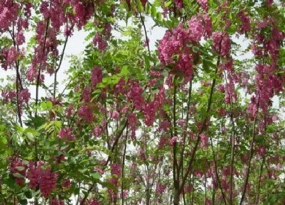 花期|红花刺槐花期是什么时候