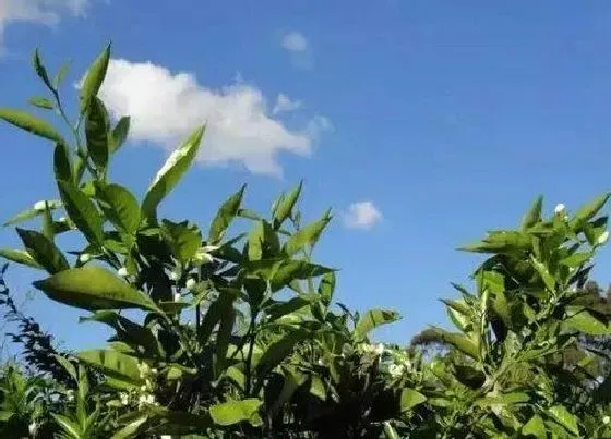 冬天植物|橘子耐寒吗