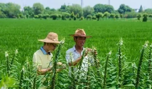 种植管理|芝麻种植技术与管理方法