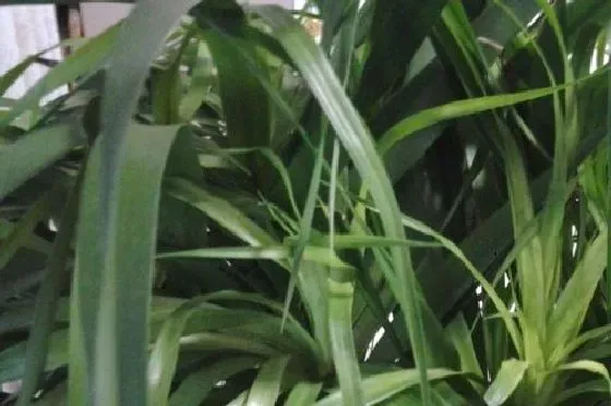 叶子发软|龙须铁叶子下垂怎么办