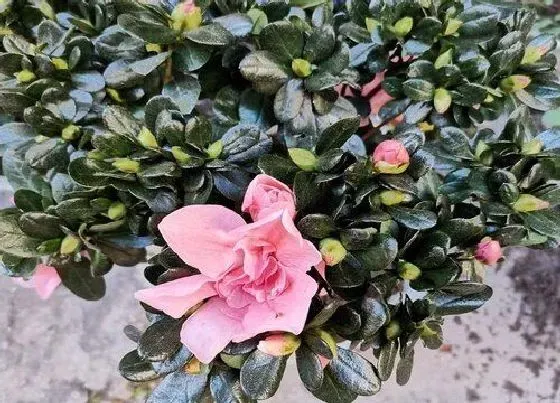 开花时间|杜鹃什么时候开花 开多长时间